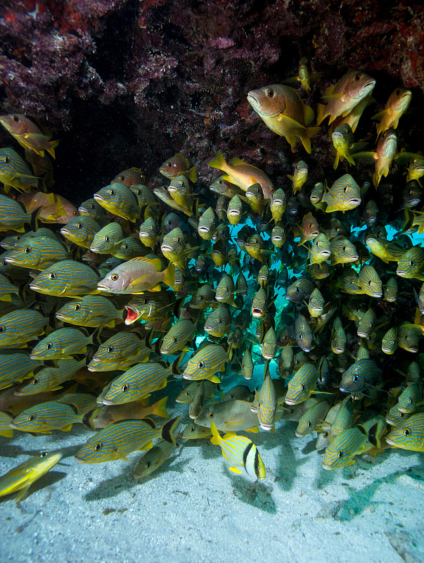 鱼在珊瑚礁附近成群游动。图片下载