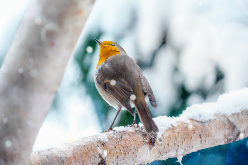冬天雪地里的欧洲知更鸟图片素材