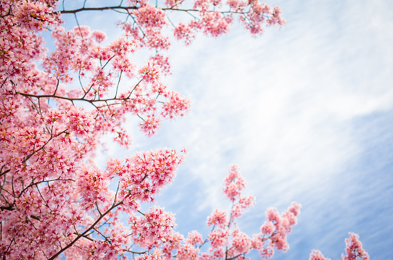 蓝色的天空映衬着樱花图片下载