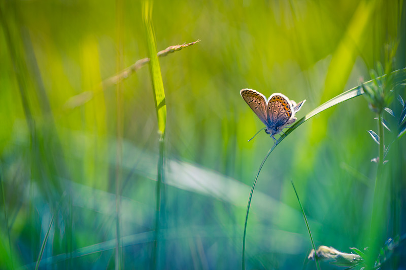 草地上的蝴蝶特写图片素材