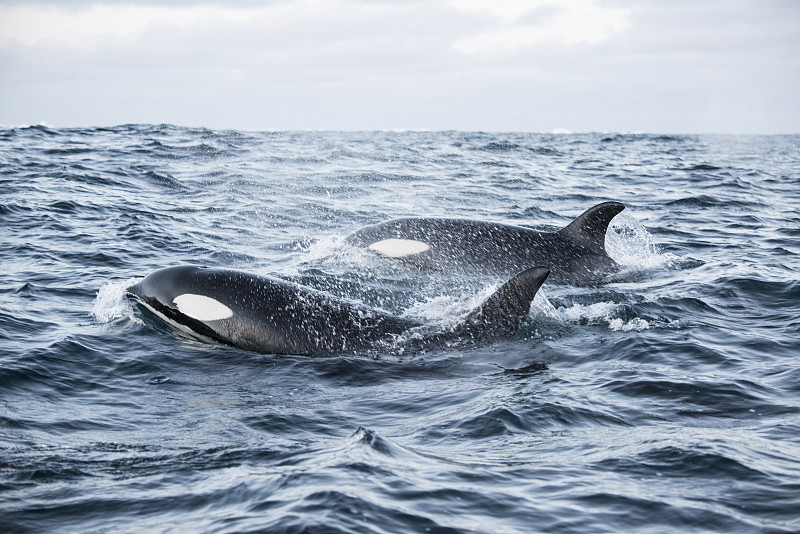 两只虎鲸出现在水面上图片下载