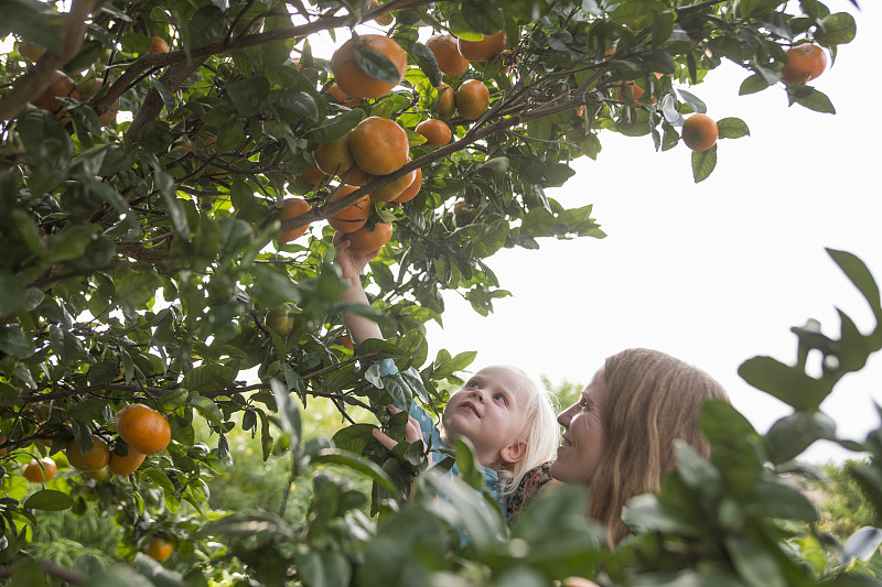 母亲抱着蹒跚学步的女儿从花园里的树上摘橘子图片下载