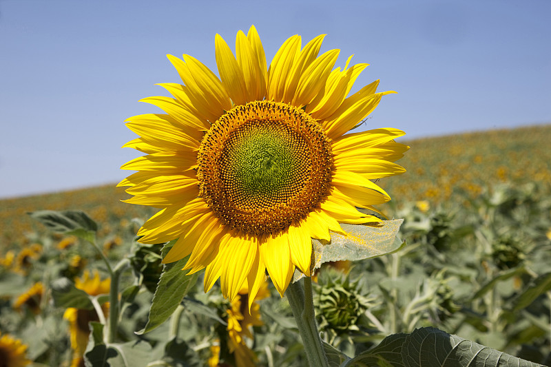 Close up of sunflower, Pienza, Val DOrcia, Tuscany, Italy图片下载
