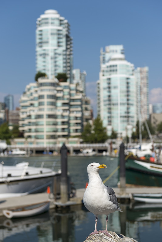 加拿大，不列颠哥伦比亚省，温哥华，海鸥在耶鲁镇区前面图片下载