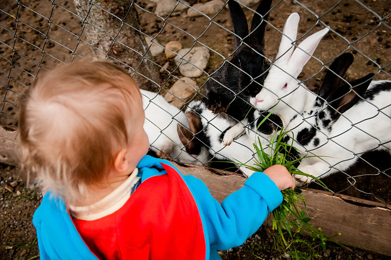 婴儿喂养兔子图片下载