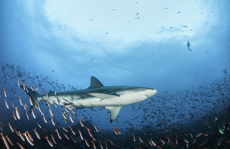 加拉帕戈斯鲨鱼与鱼图片下载