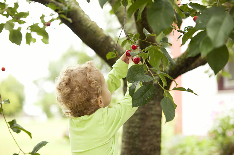 小女孩在树上摘樱桃图片下载