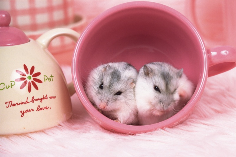 两只djun保加利亚仓鼠躺在一个粉红色的杯子里，周围是盘子，正面视图，差异焦点图片下载
