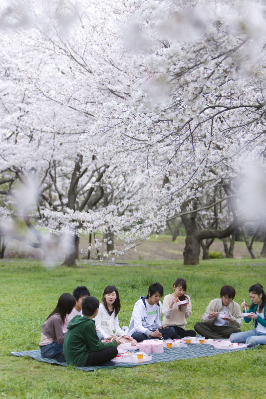 中群年轻人在樱花包围下享用午餐，正面观，侧面观，日本图片下载