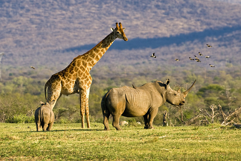 Madikwe NP。长颈鹿和白犀牛图片素材