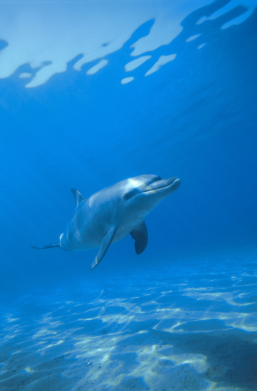 海豚游泳图片素材