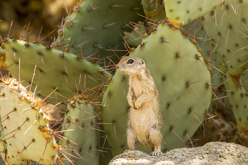 美国亚利桑那州沙漠植物园，哈里斯地松鼠(ammospmoophilus harrisii)图片下载