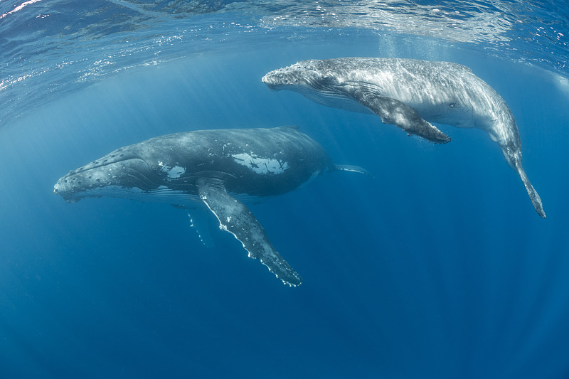 座头鲸妈妈和幼鲸图片下载