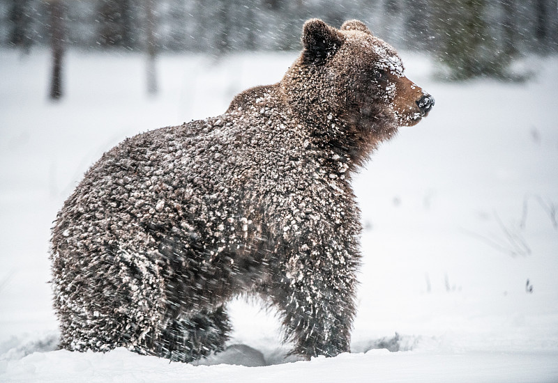 棕熊在风雪交加的冬日森林里。降雪。学名:熊座。自然栖息地。冬天的季节。图片下载