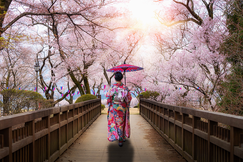 日本长野春日，亚洲妇女身着日本传统和服和红伞漫步在樱花盛开的霞贺园。在日本观光的女人。图片下载