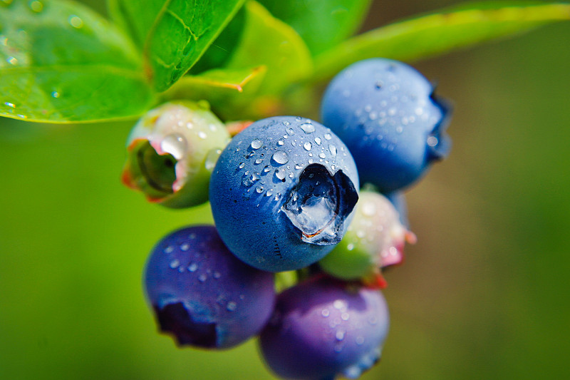 紫色浆果生长在植物上的特写图片素材