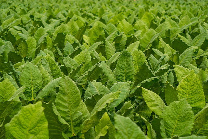 烟叶种植在田间，烟草种植在田园农业农场，秸秆种植在农田，卷烟产品从烟草到烟雾对人们是不健康的图片素材
