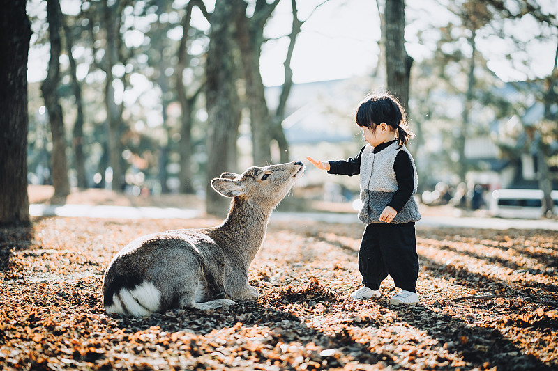 在日本奈良公园，一个可爱的亚洲小女孩在温暖的阳光下抚摸着一只野鹿图片下载