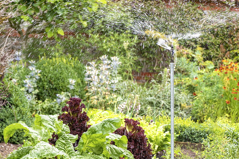 喷灌系统在夏季阳光下为菜园供水图片素材