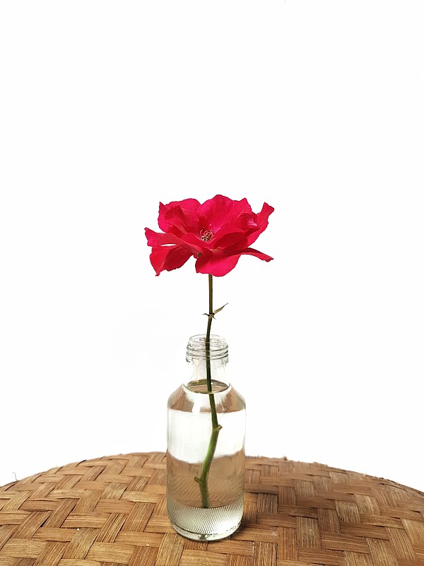 单瓣红玫瑰在白色背景上的特写图片素材