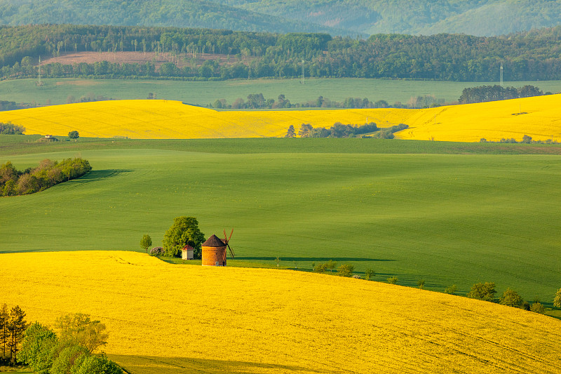 捷克共和国摩拉维亚的乡村景观，有风车和油菜籽田图片下载
