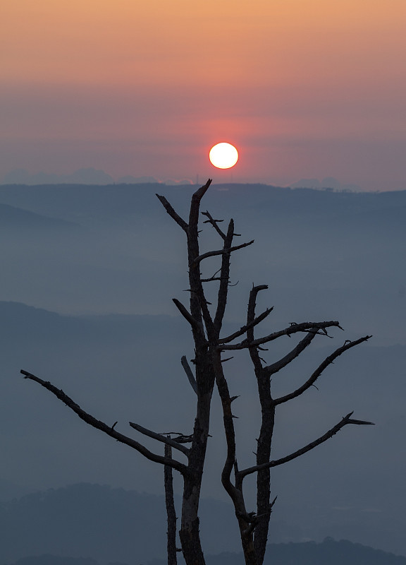 黎明时分，山上的枯树孤零零图片素材