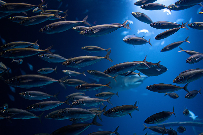 在深海中成群游动的大鱼群图片下载