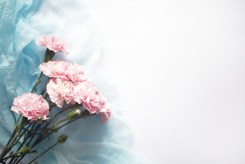 粉红色的康乃馨花在白色的背景和蓝色的布。图片下载