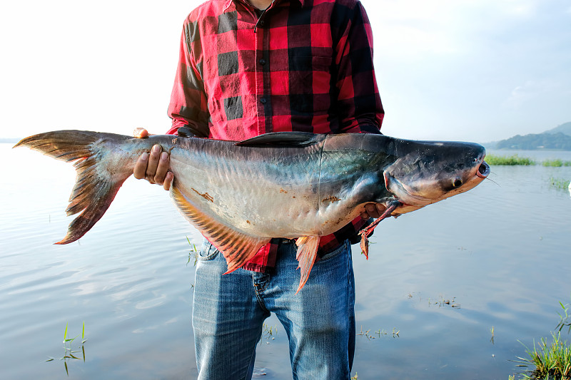 渔夫拿着一条大条纹鲶鱼图片下载