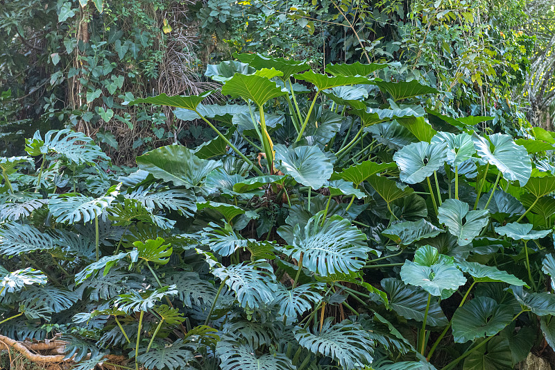异国情调的热带马兰加植物在Soroa，古巴图片素材