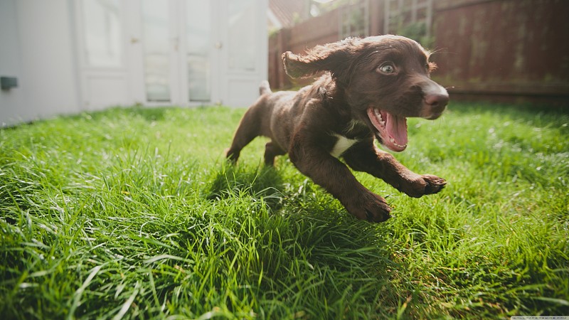 印度，一只在花园里奔跑的小狗的特写图片下载