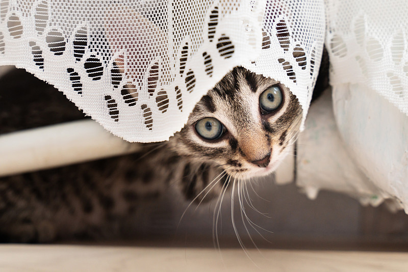 一只小猫躲在窗帘后面。宠物的生活图片下载