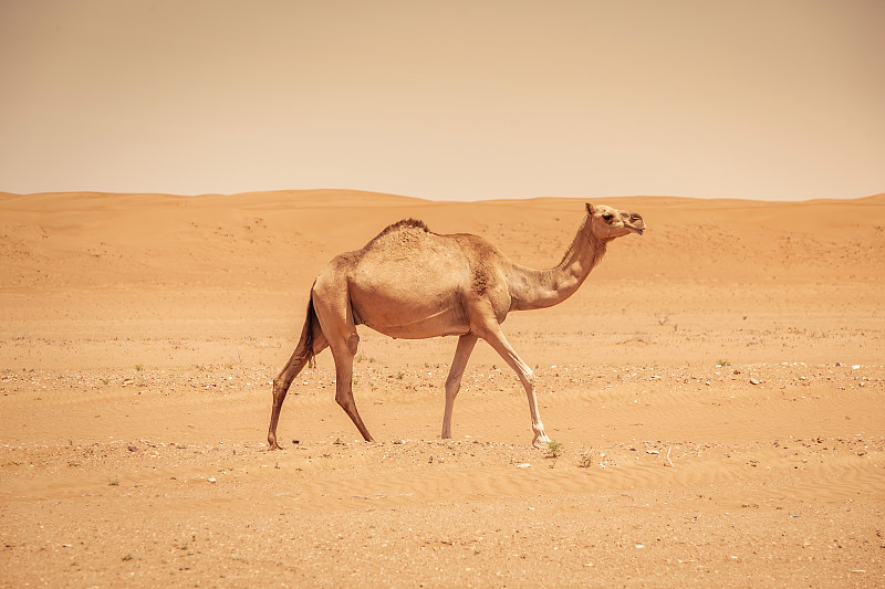 孤独的骆驼行走在阿曼瓦希巴沙漠图片下载