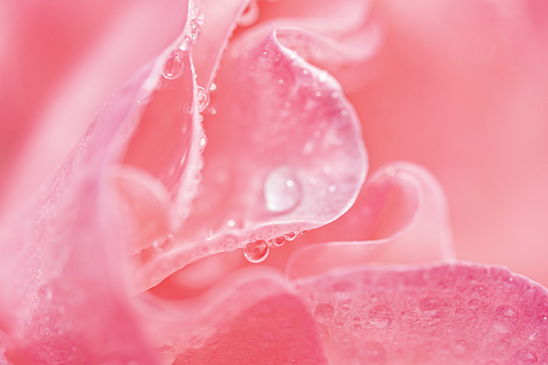 水珠柔和地聚焦在粉红玫瑰上图片素材