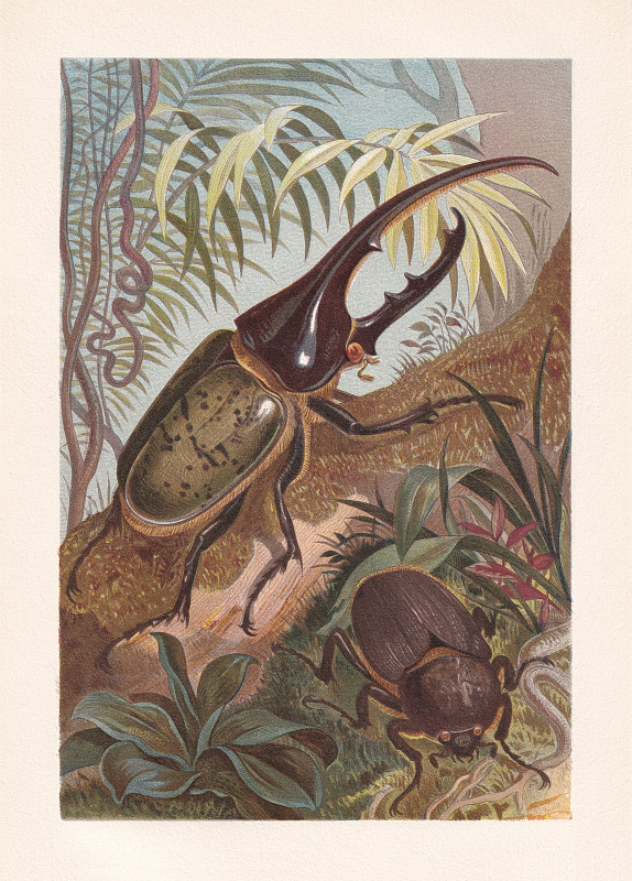 大力神甲虫(大力神王朝)，色版画，出版于1884年图片素材