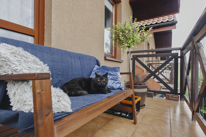 猫在阳台图片下载