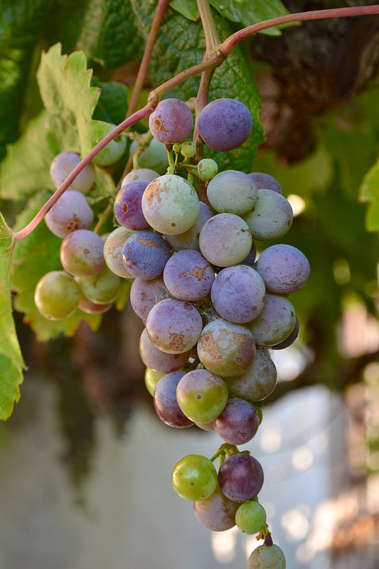 葡萄在葡萄园生长的特写图片素材