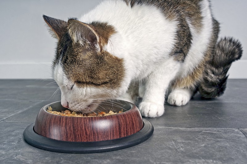 特写照片的虎斑猫吃从一个食物碗。摄影图片