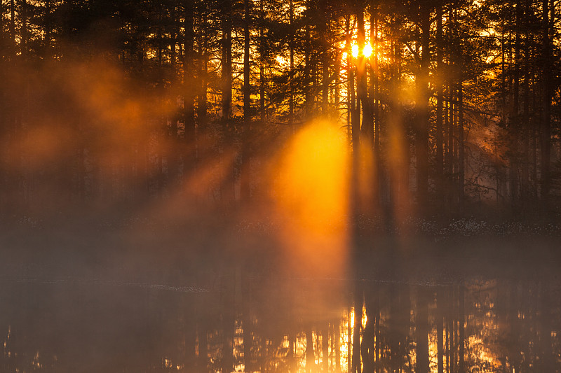 在一个薄雾的早晨，阳光照耀着森林图片素材