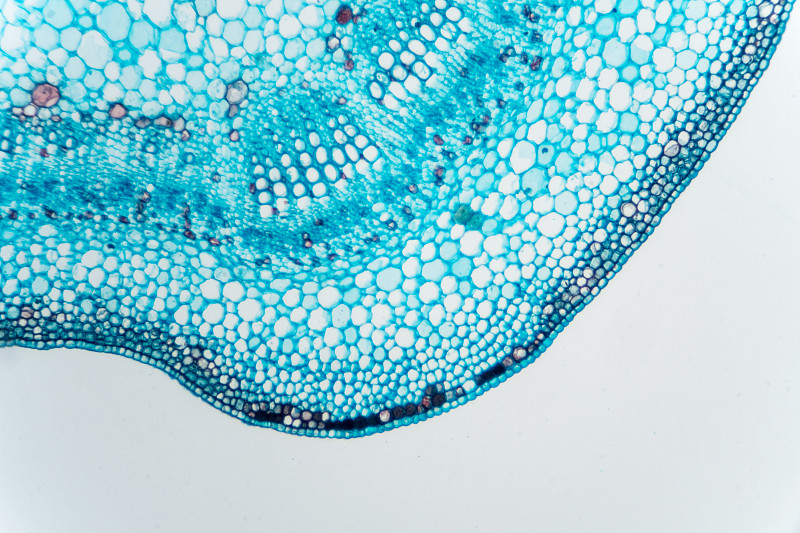 棉花茎的显微图图片素材