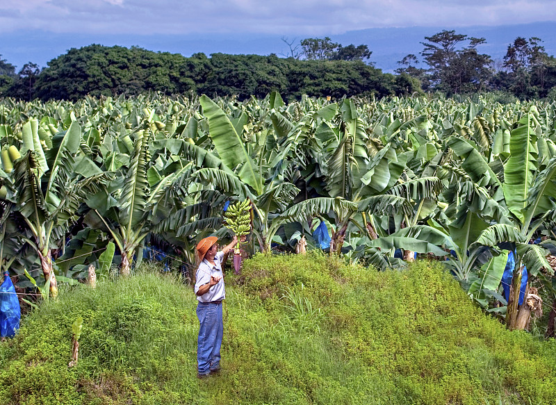 香蕉农民，哥斯达黎加图片下载