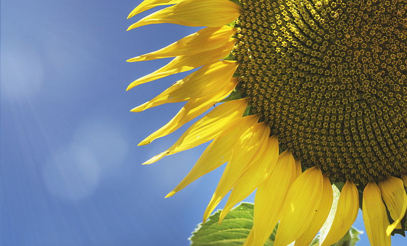 巨大的黄色向日葵在蓝色的天空盛开的特写图片下载