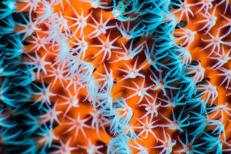 柳珊瑚的特写图片下载