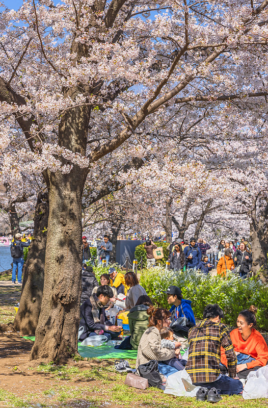 日本家庭在东京上野公园欣赏樱花。图片下载