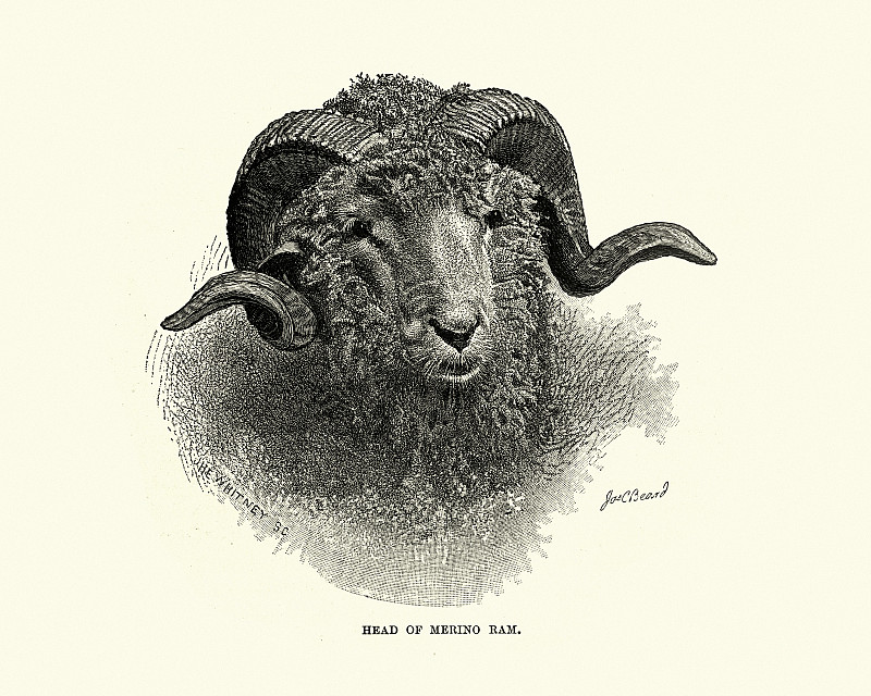 一只美利奴公羊的头，绵羊图片素材