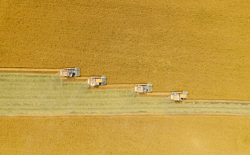 鸟瞰图联合收割机在黄稻田工作。图片下载