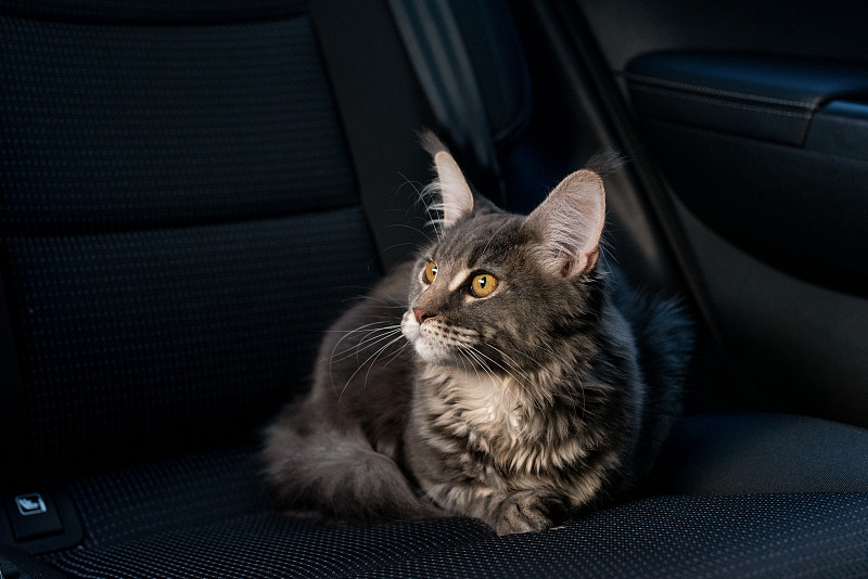 车里的猫。图片下载