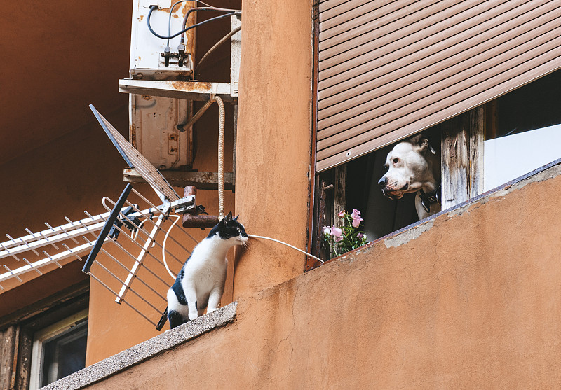 公寓阳台上的猫和狗。住宅，公寓楼，宠物。图片素材
