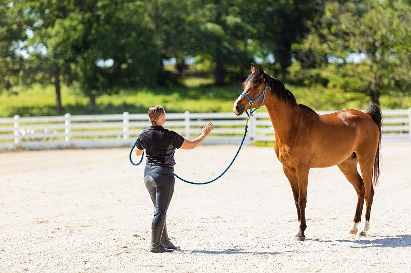 阿拉伯马场与驯马师训练马照片系列图片