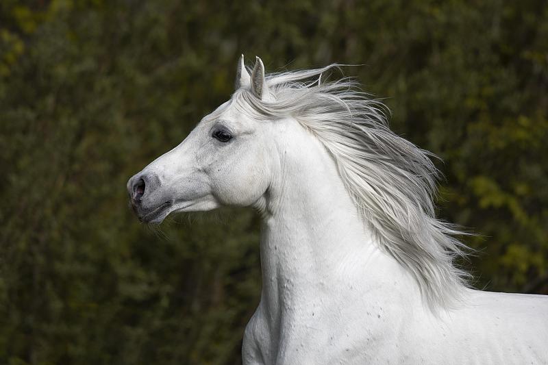 纯种阿拉伯灰色种马，肖像，奥地利图片下载